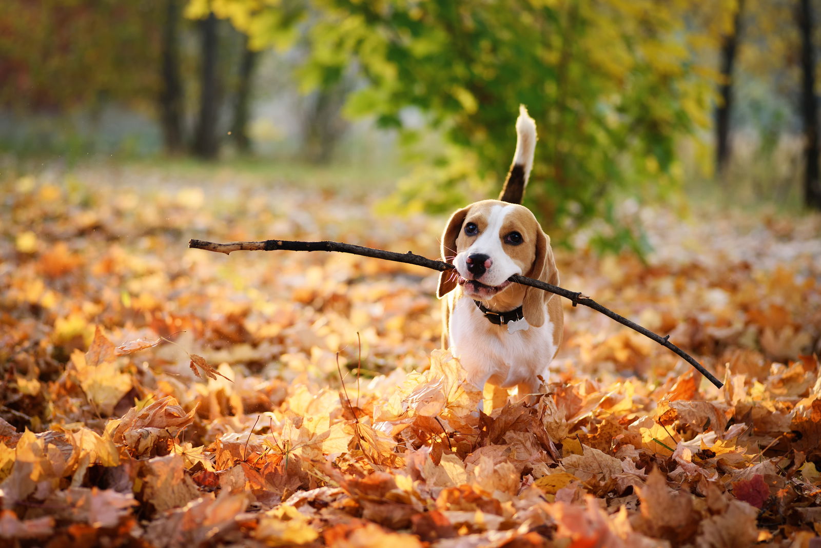 Hund mit Stöckchen im Wald