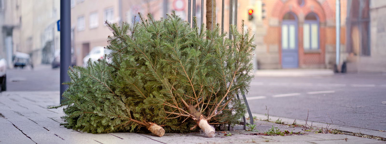 Tannenbaum liegt auf der Straße