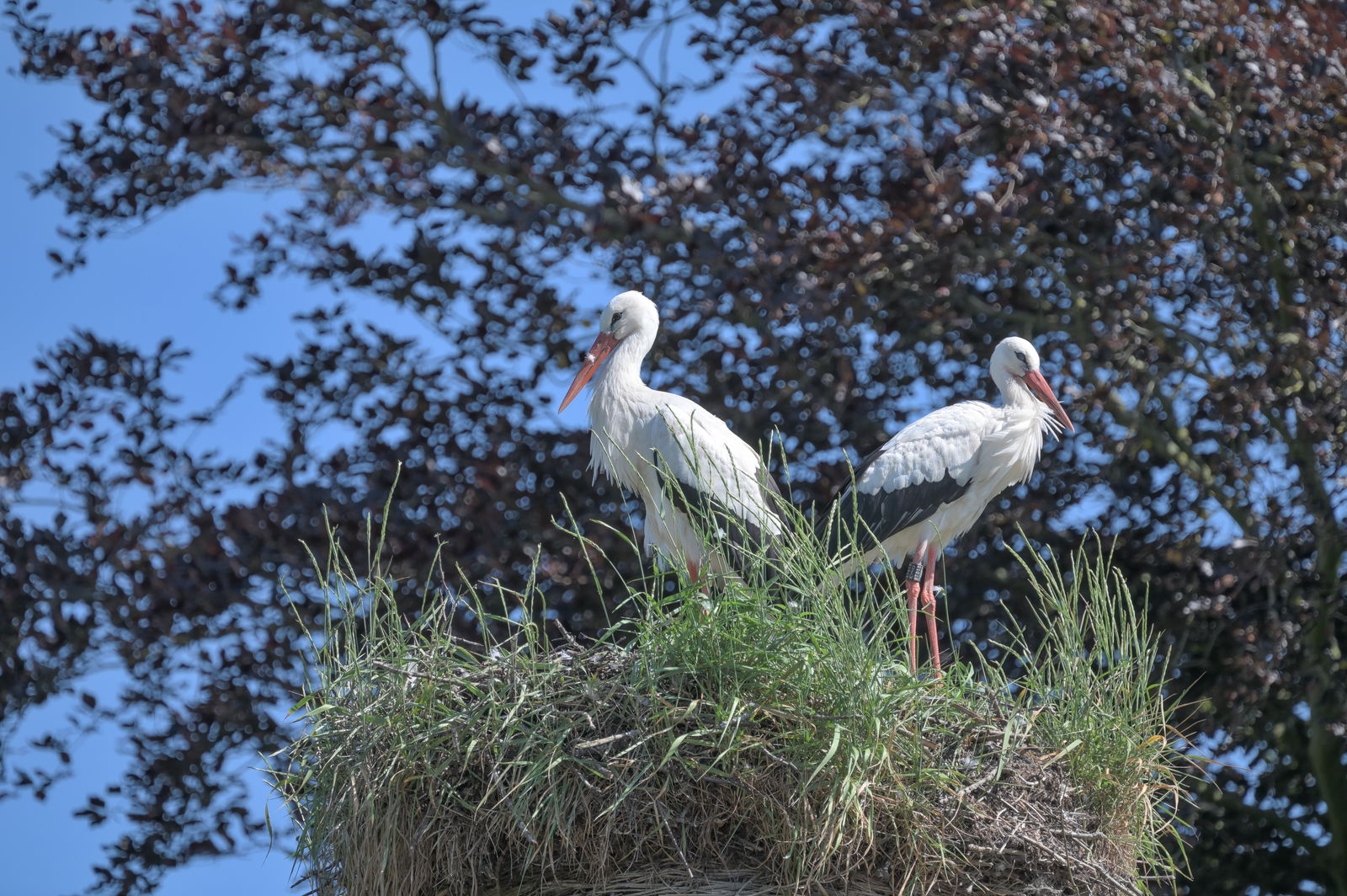 Zwei Weißkopfstörche