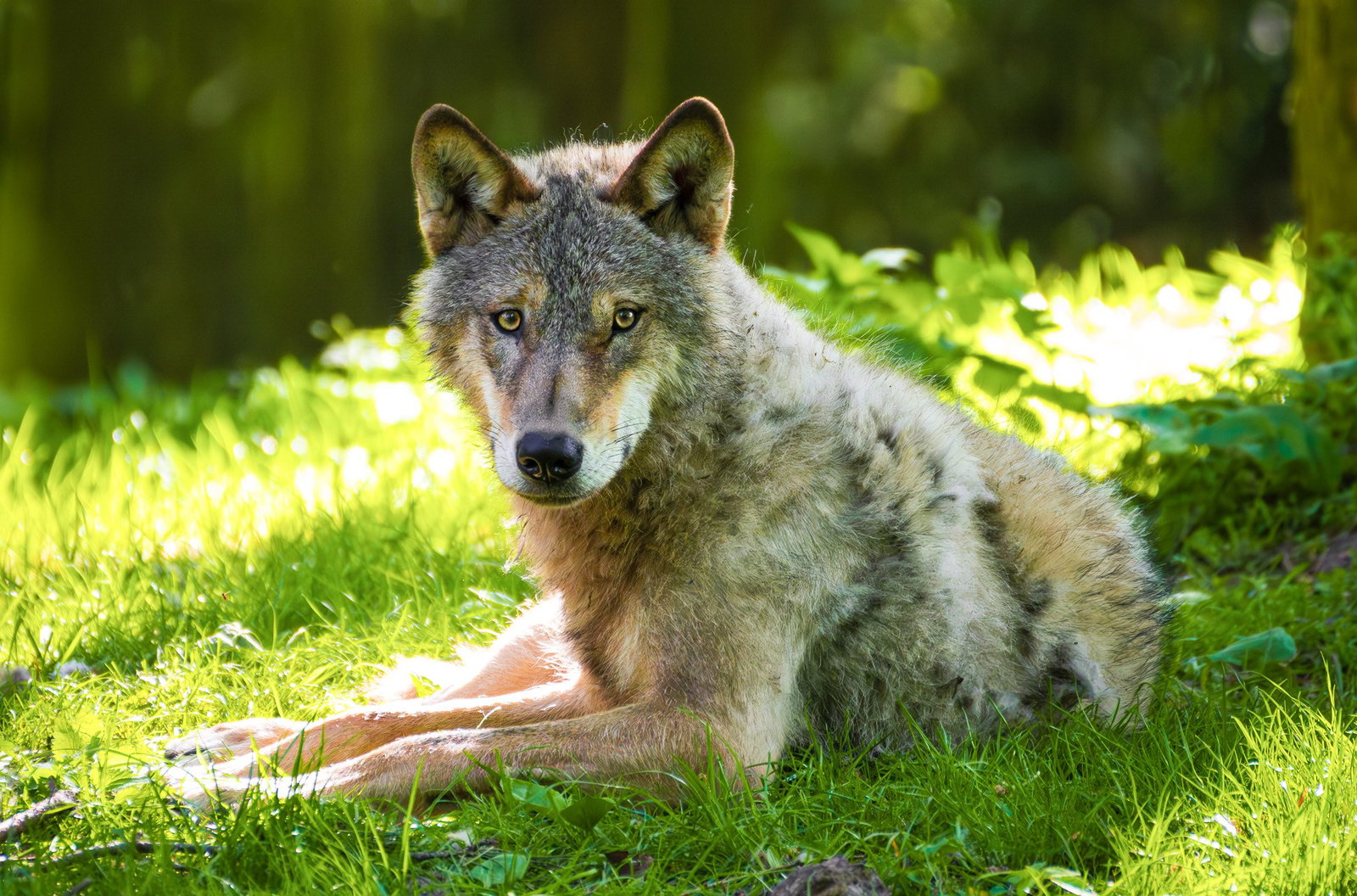 Wildpark Schwarze Berge