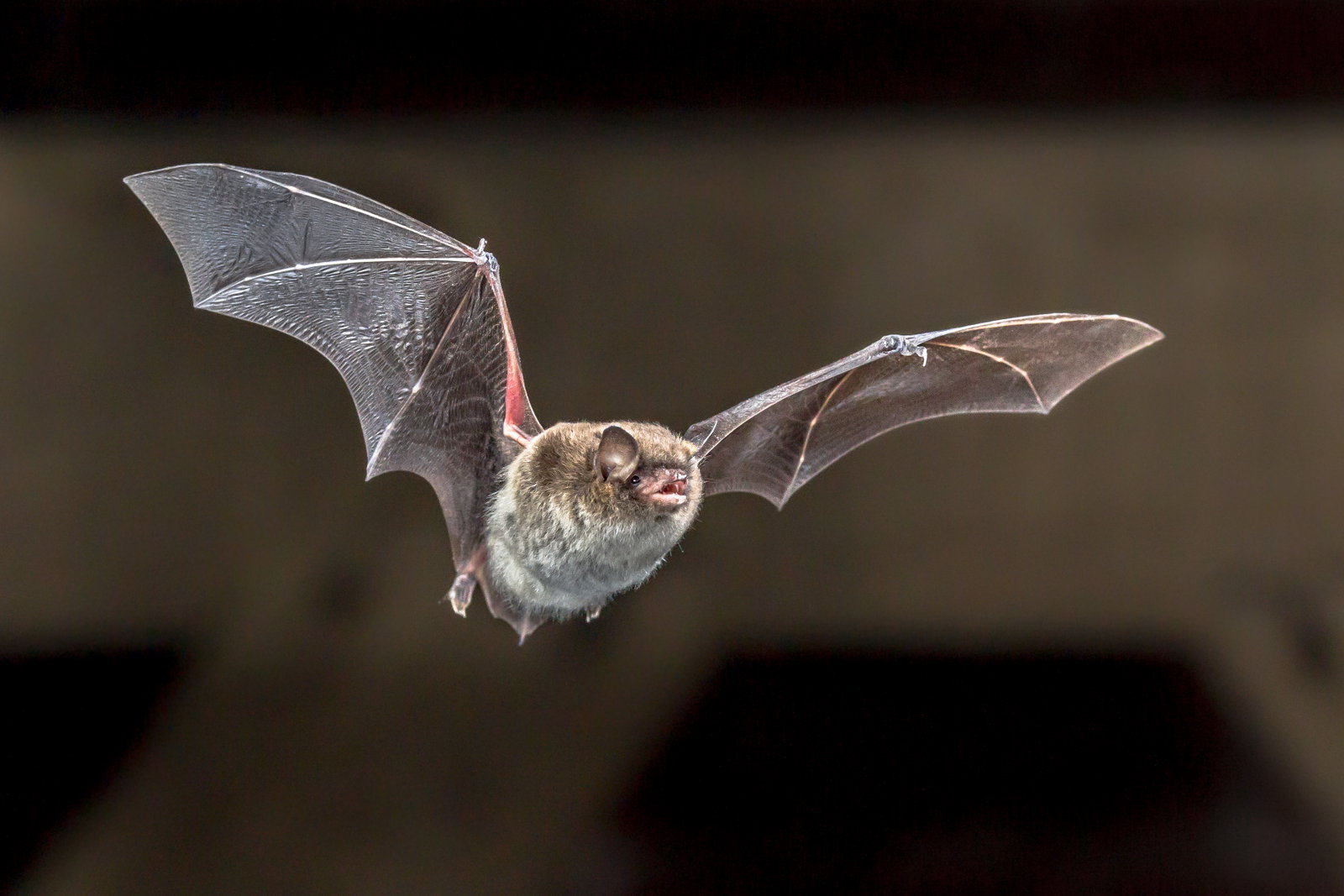 Fledermaus