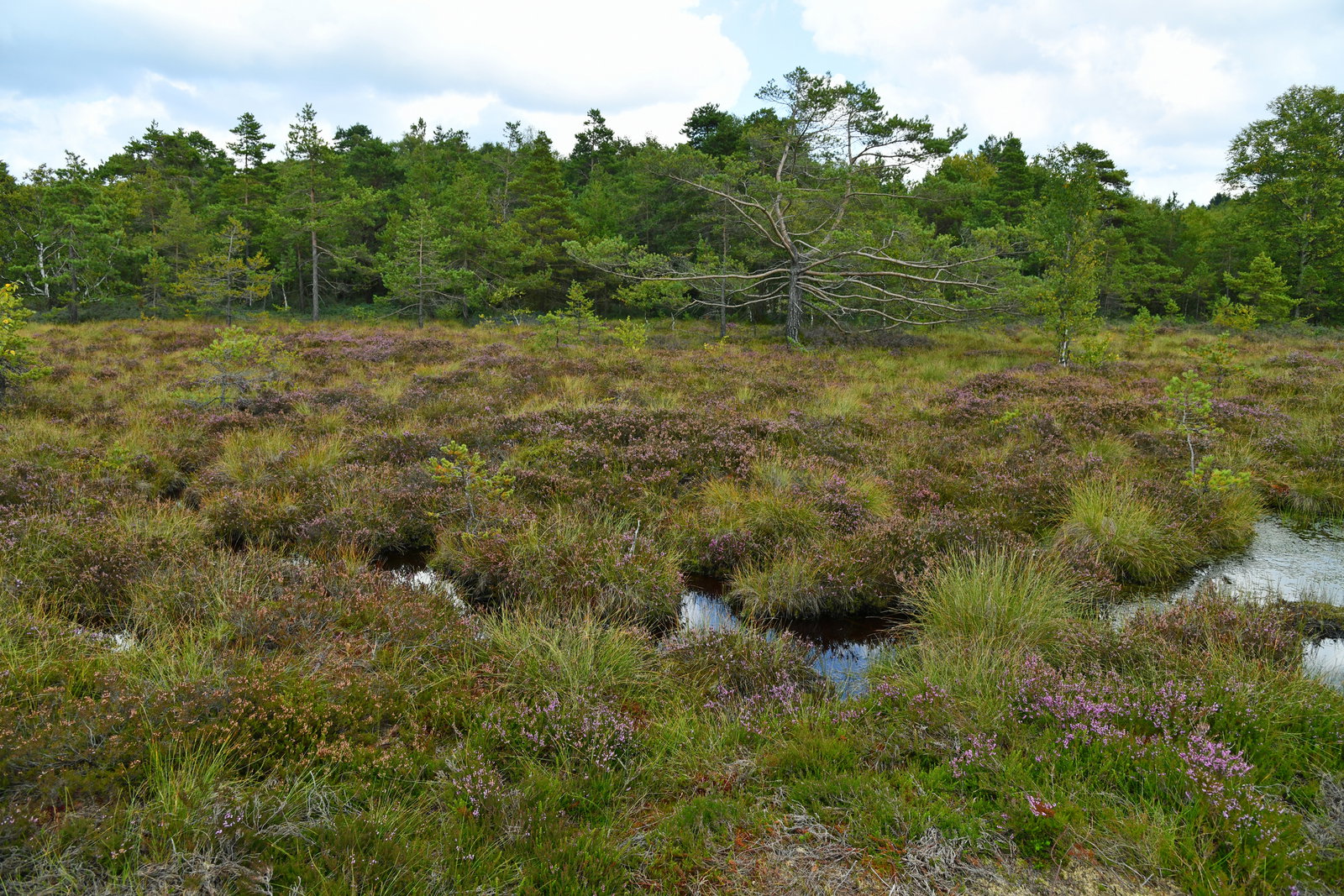 Moor