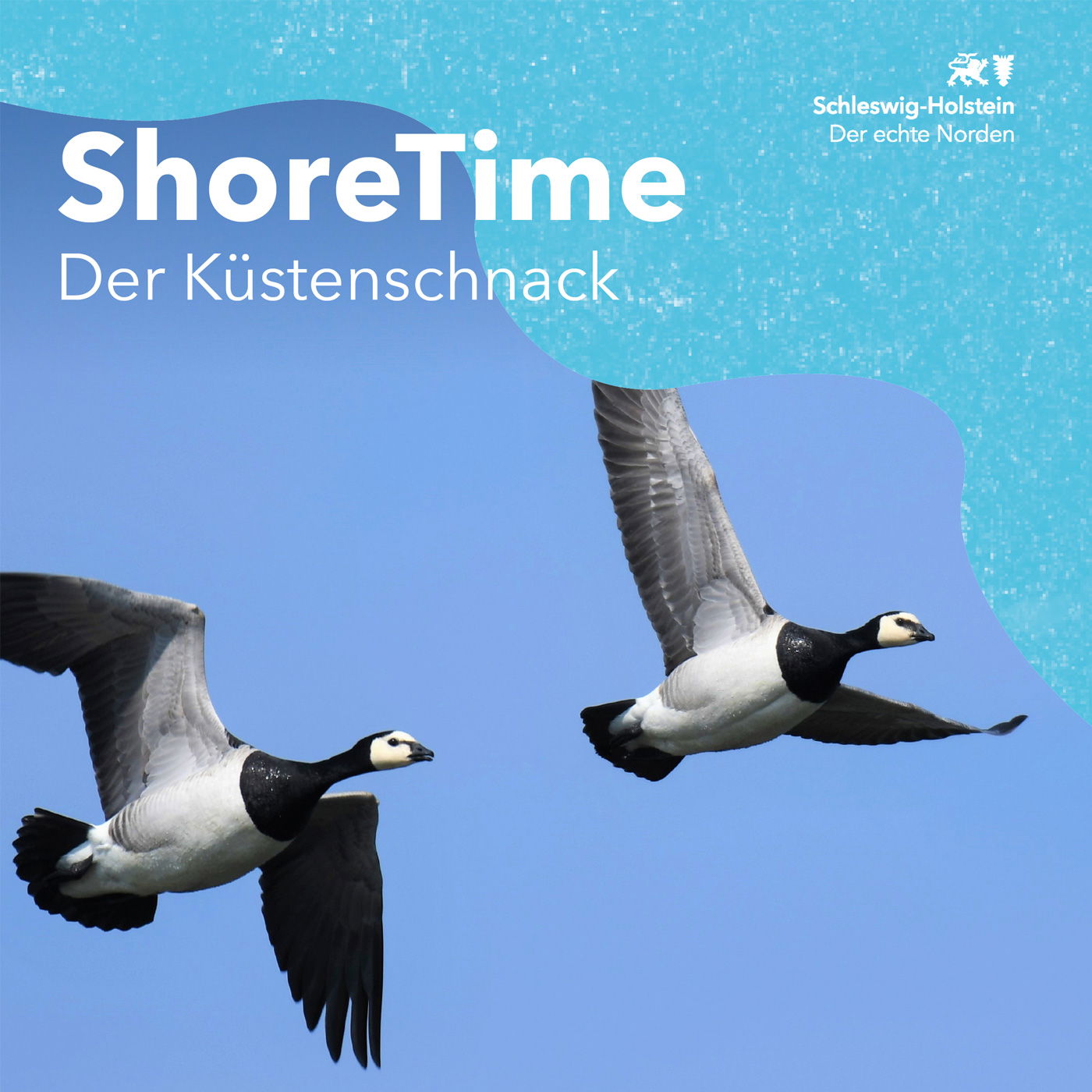 ShoreTime 13 - Gefiederte Vielfalt an der Nordsee